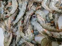 Frozen Shrimp