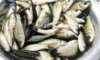 Frozen Rohu Fish