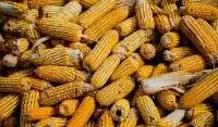 maize