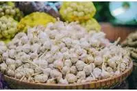 Garlic