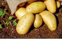 Potato