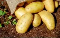 Potato