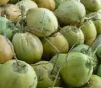 Fresh Young Coconut