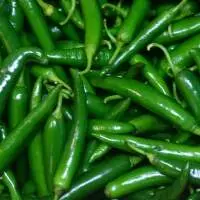 Export Quality Premium Fresh Green Chilli Pack