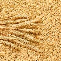 Wheat