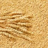 Wheat