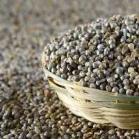 Pearl Millet