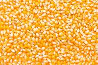 Maize