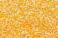 Maize