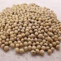 Soybean