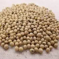 Soybean