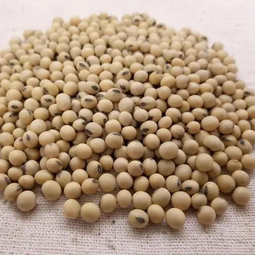 Soybean