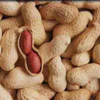 Groundnut
