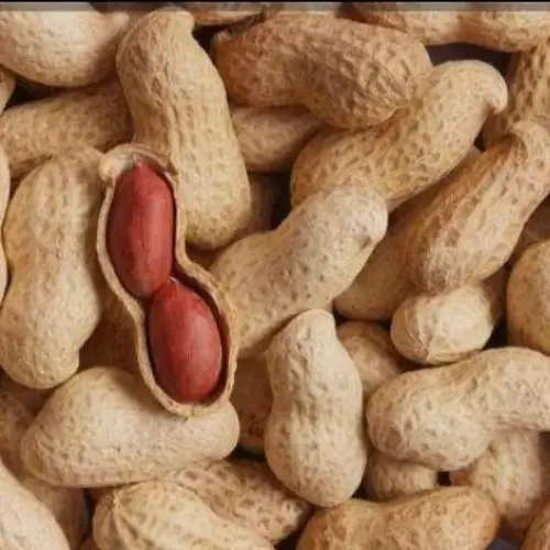 Groundnut