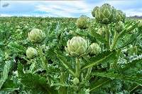 Premium Export Grade Fresh Artichoke