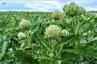 Premium Export Grade Fresh Artichoke