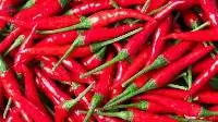 Premium Export Grade Fresh Chili Pepper