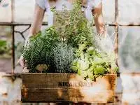 Premium Quality Export Grade Fresh Herbs