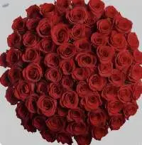 Fresh Cut Roses Multiple Colors