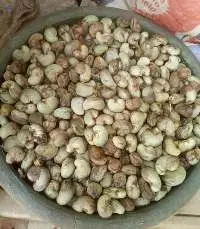 Raw Cashew Nuts (RCN)