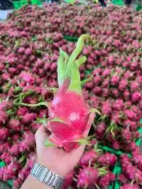Dragon Fruit