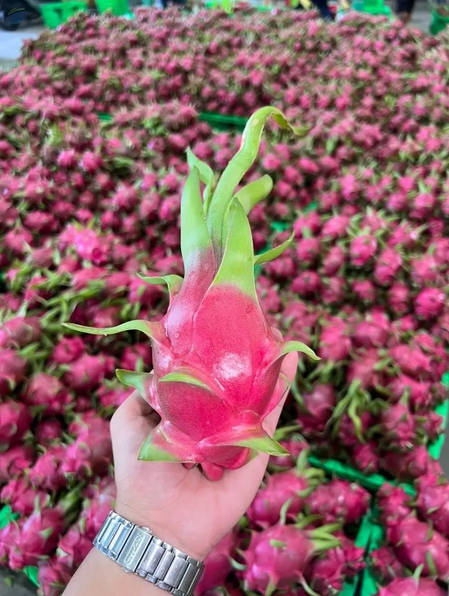 Dragon Fruit