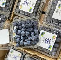 Blueberries Ventura, Sekoya, Emerald, Biloxi
