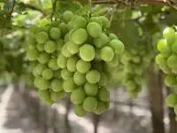 Grape Sweet Globe