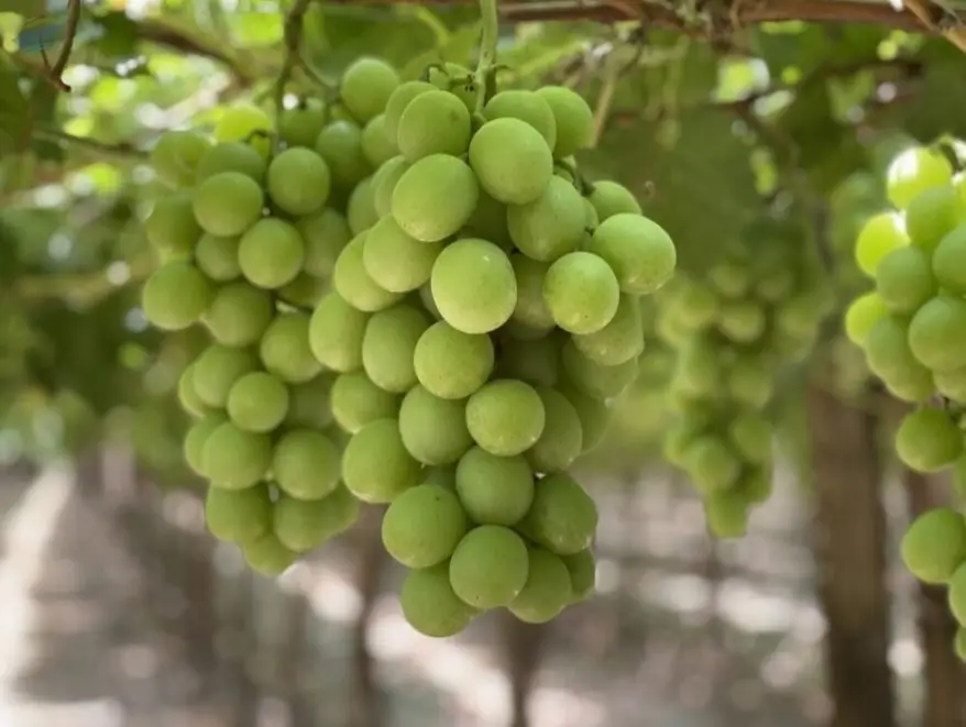 Grape Sweet Globe