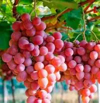 Grape Red Globe