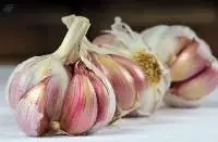 Purple Garlic