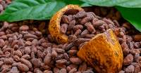 Cocoa Grains