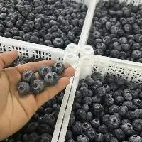 Blueberries Powder