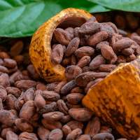 Cocoa Powder