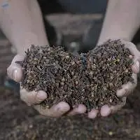 Cloves AB6 Premium Lal-Pari