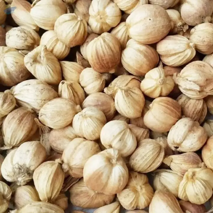 White Javanese Cardamom