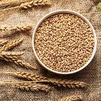 Wheat