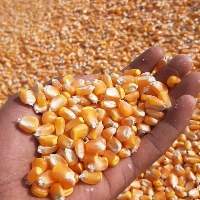 Animals Feed Corn