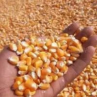 Animals Feed Corn