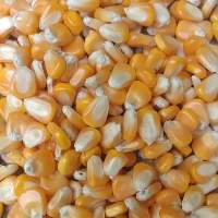 Human Consumption Corn