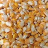 Human Consumption Corn