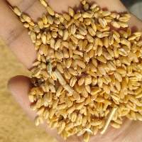 Milling Wheat