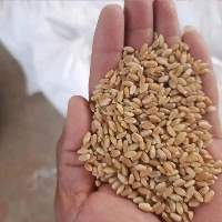 Hard Wheat