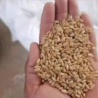 Hard Wheat
