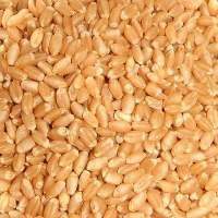 Drum Wheat