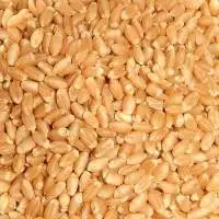 Drum Wheat