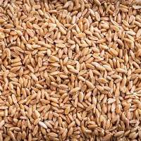 Emmer Wheat