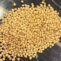 Soybean