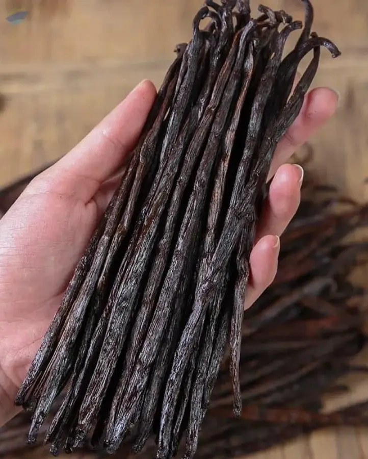 Vanilla Bean Planifolia/Tahitensis