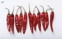 Red Chilli